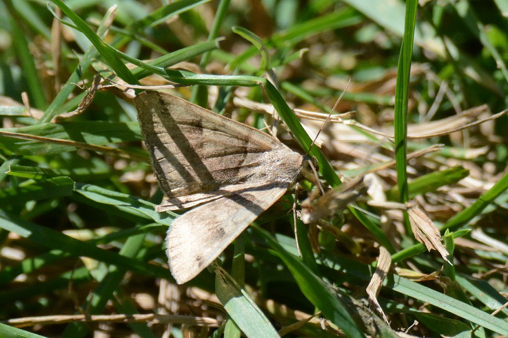 076 2013-07305152 Wachusett Mountain State Reservation, MA.JPG - Variable Fan-foot Moth (Zanclognatha laevigata). Wachusett Mountain State Reservation, Princeton, MA, 7-30-2013